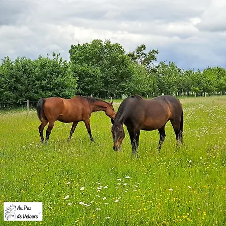 Au Pas De Velours * Saint-Vaize