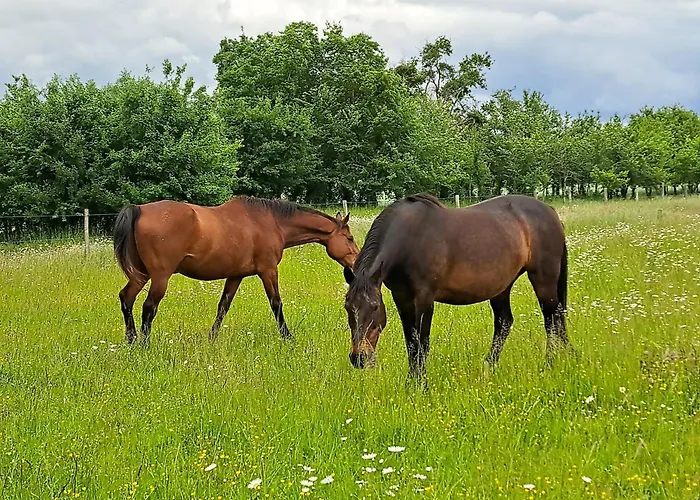 Au Pas De Velours * Saint-Vaize